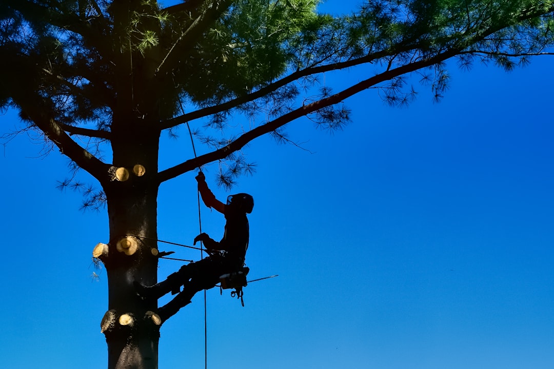 Tree service crew assessing a tree in Longview, TX